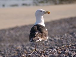 Seagull in the spring