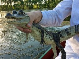 small alligator in hands closeup