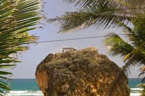 barbados palm trees