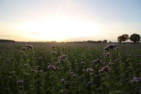 Blooming field