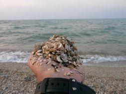 seashells lie in the palm of your hand