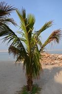 growing palm tree on a beach