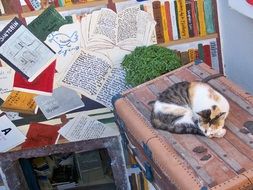 tricolor cat rests on suitcase at painted wall