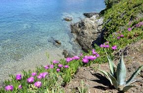 flowers near the aegean sea