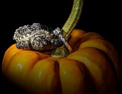 turtle on a pumpkin
