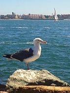 san diego seagull