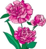 Peony Flower Clip Art