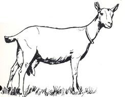 painted domestic goat with a collar