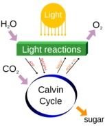 Photosynthesis Diagram