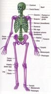 Ä°llustration of the skeleton