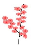 A lot of the chery flowers blossom on the on the branch clipart
