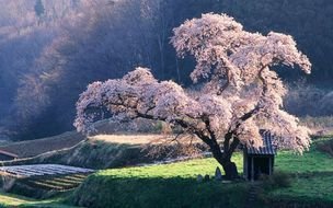 Japanese Cherry Tree