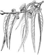 Eucalyptus Tree Clip Art N2