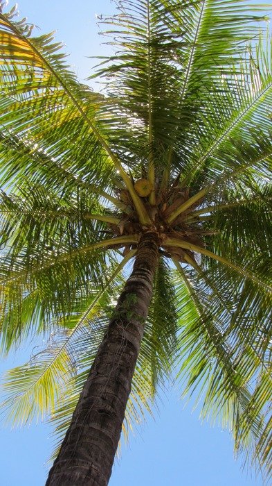 coconut tree in the sun
