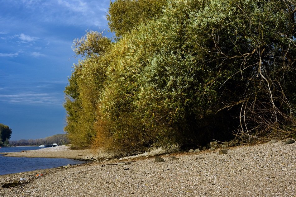 beach on the river rhine