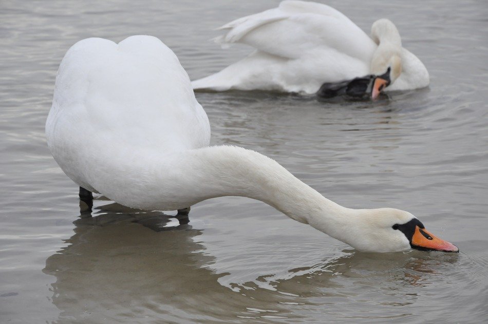 infinitely beautiful swan