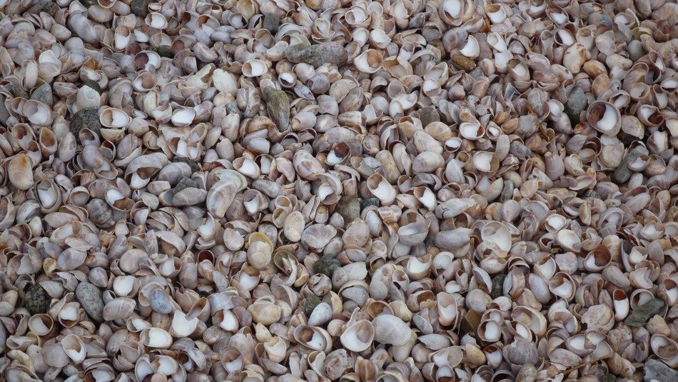 many seashells on the beach