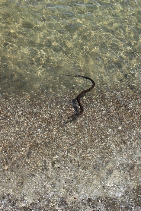 snake swimming