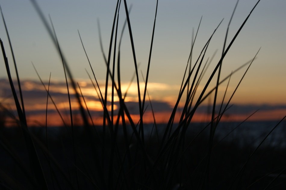 grass on sunset background