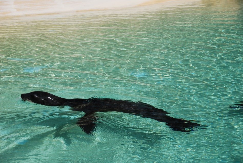animal in blue water
