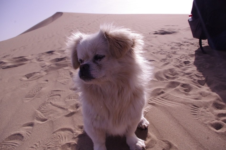 white and brown cute puppy on the sand