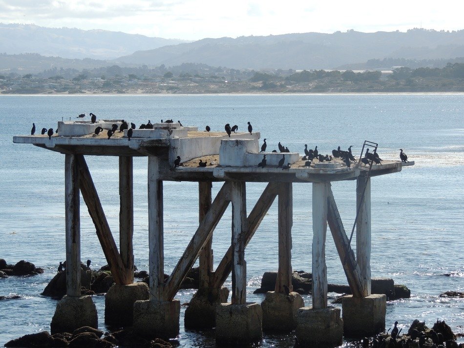 birds on a pier in Monterey bay