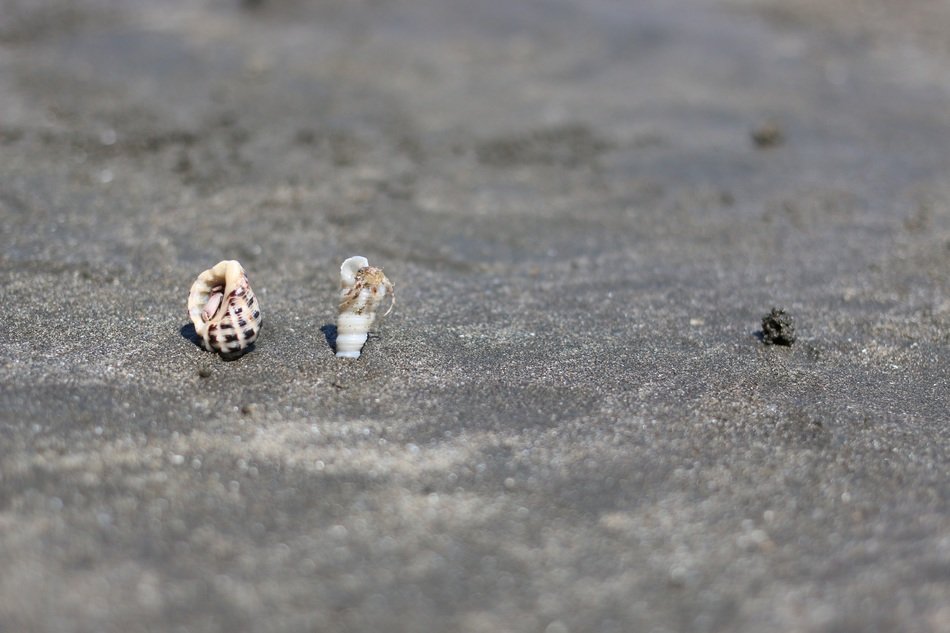 two swirling shells on the sand