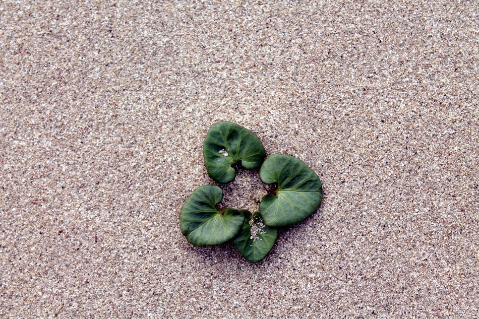 Leaves in the sand