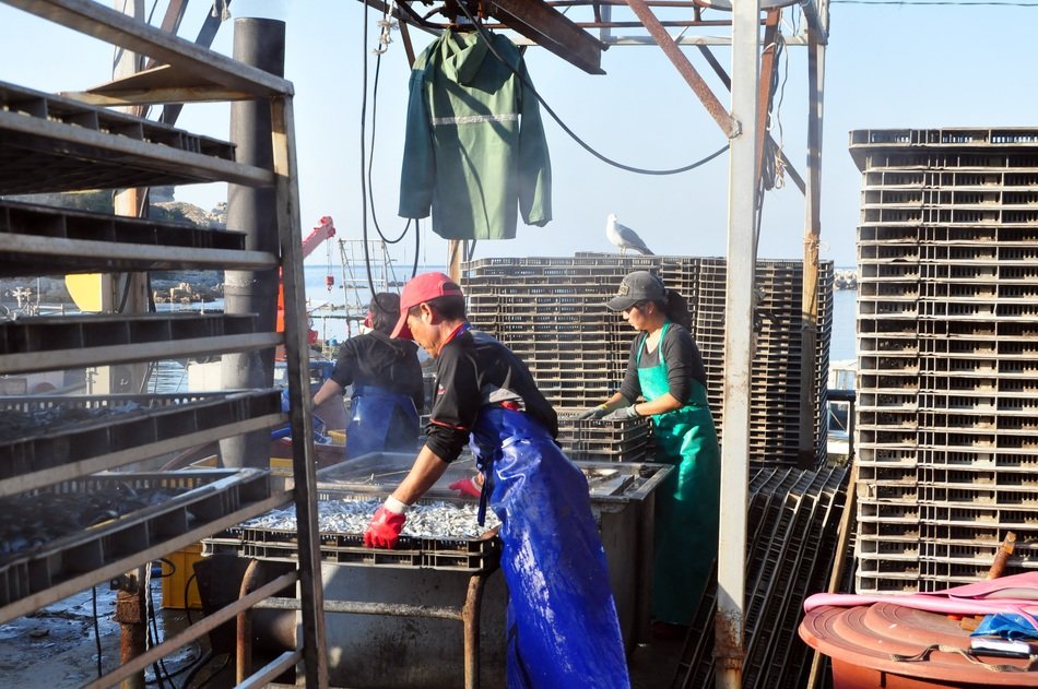 Koreans are processing fish in baengnyeongdo