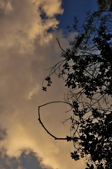 the silhouette of the Bush and the cloud