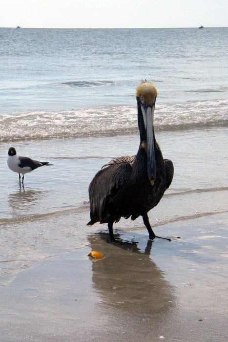 pelican bird on a beach