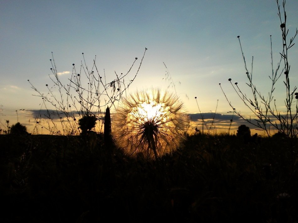 Sunset on the field