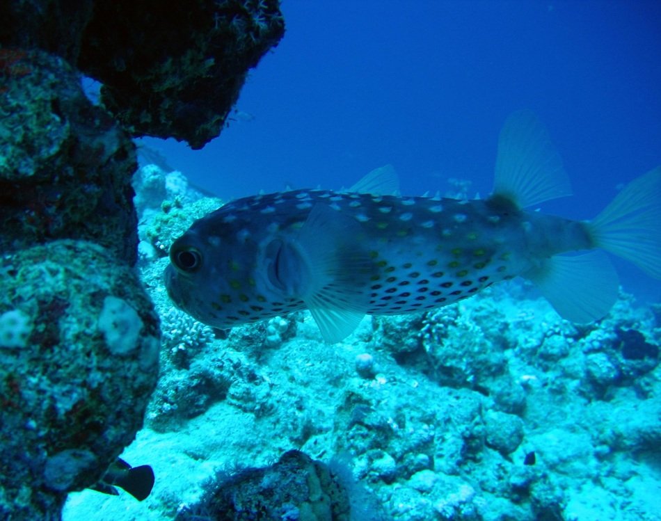 fish near the reef in the ocean