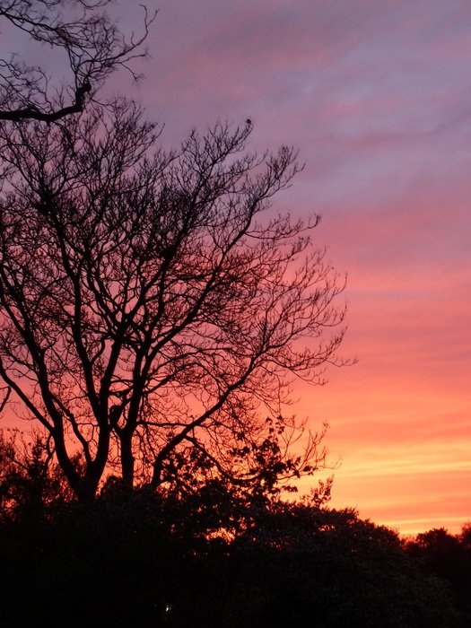 tree against the pink sky in the evening