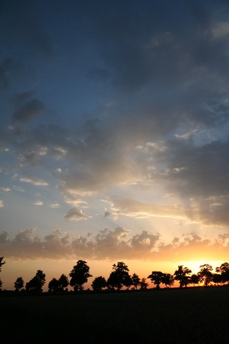 Row of trees against the evening sky