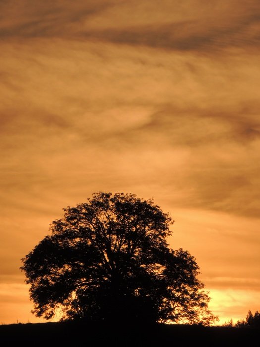 tree silhouette on sunset background in mardore