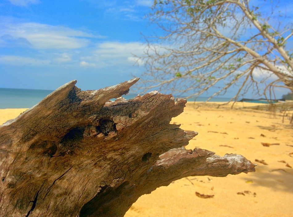 old driftwood on the beach, thailand