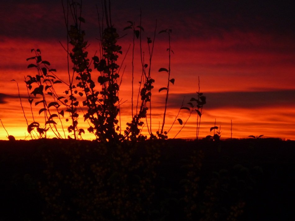 chic orange evening