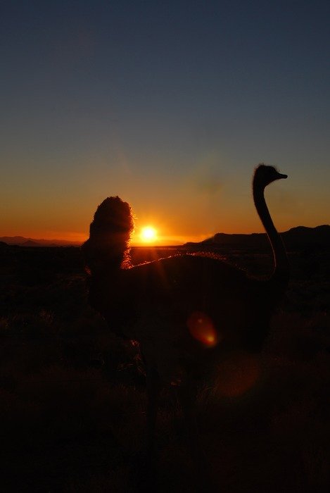 silhouettes of ostriches on a sunset background