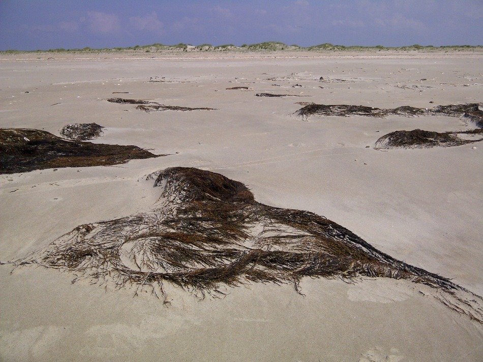 plants to the beach on the north sea