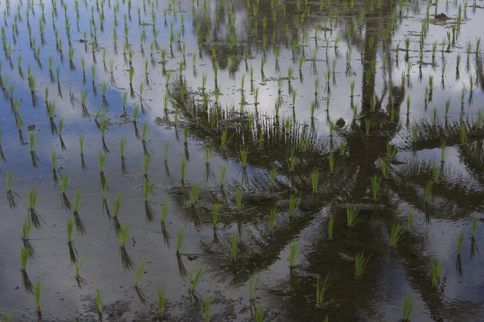 tropical paddy rice palm Tree reflection in water
