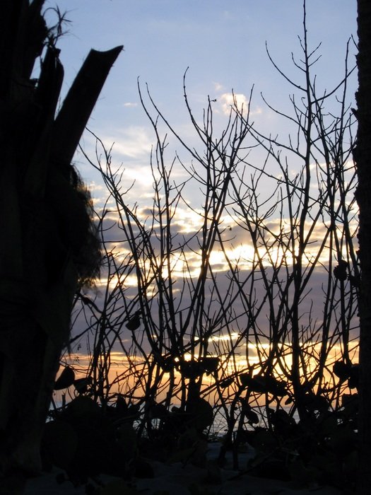 silhouettes of reeds on the beach during sunset