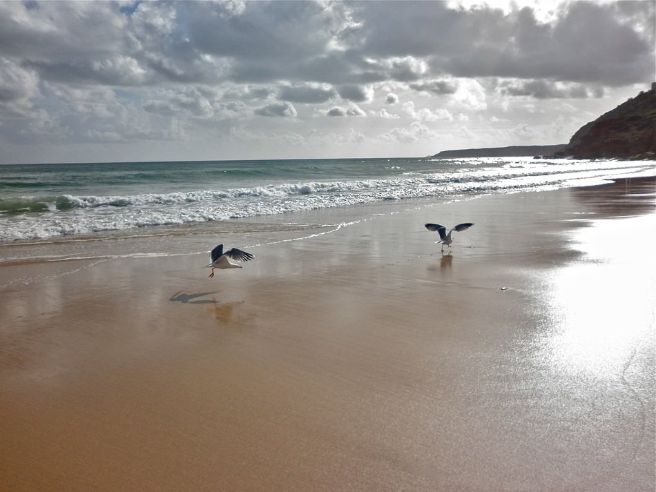 birds on the wet sand by the sea