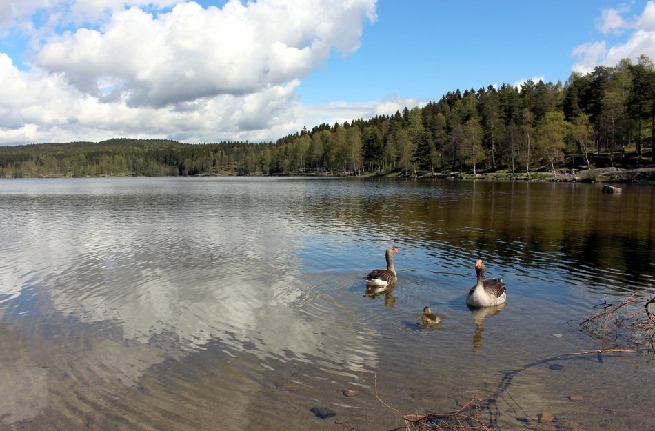 Family of ducks on a lake in Norway