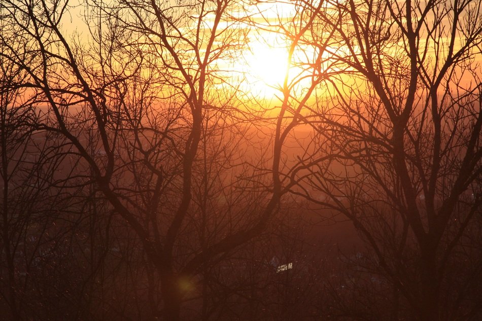 yellow sunset through the trees in the savannah
