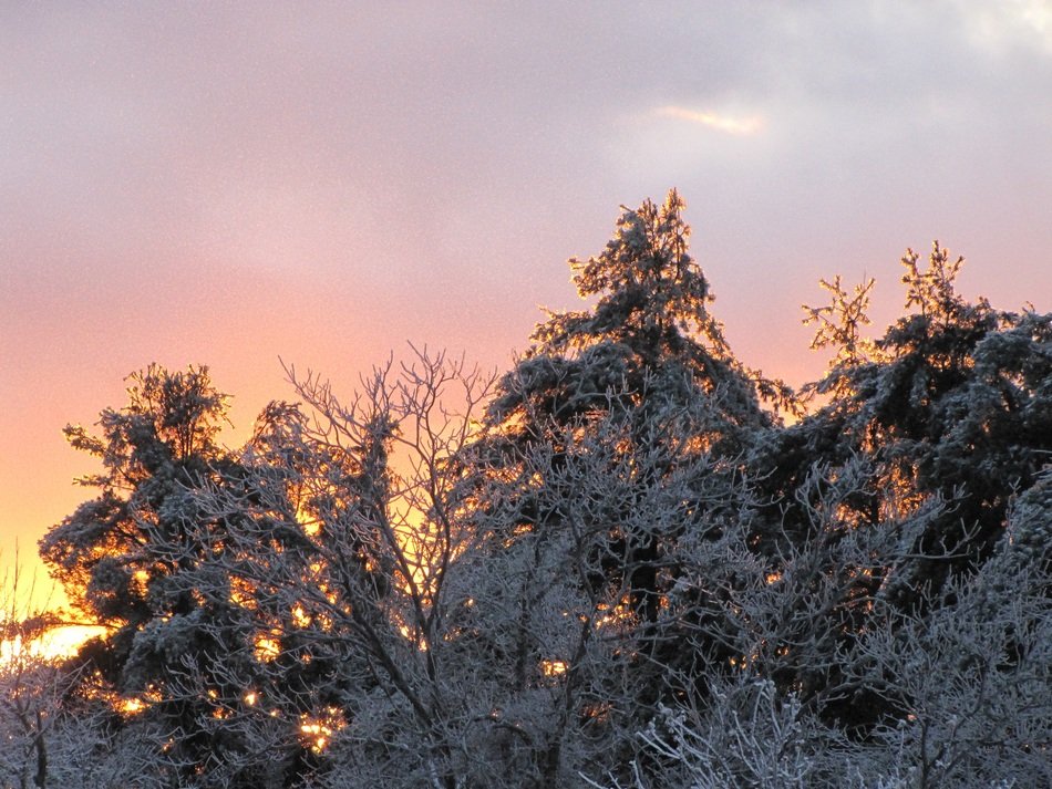 trees snow branches