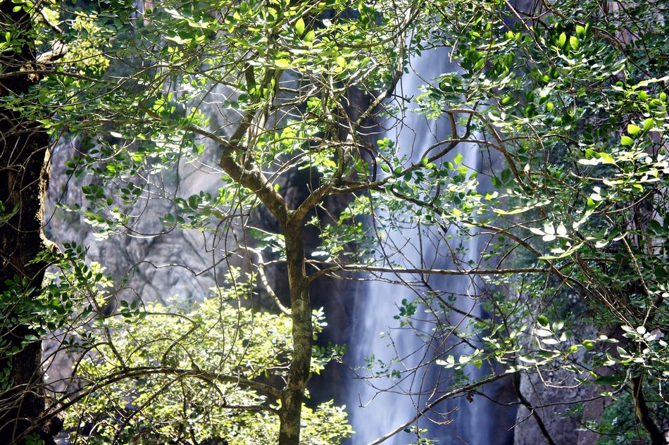 waterfall among the trees