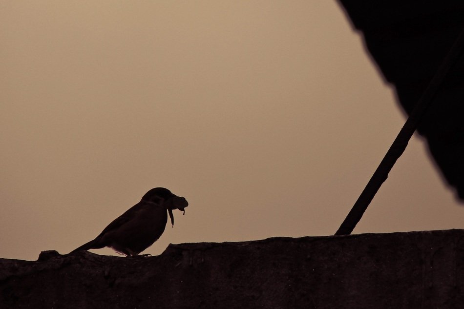 sparrow with prey at dusk