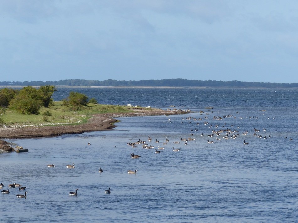 birds on the coast