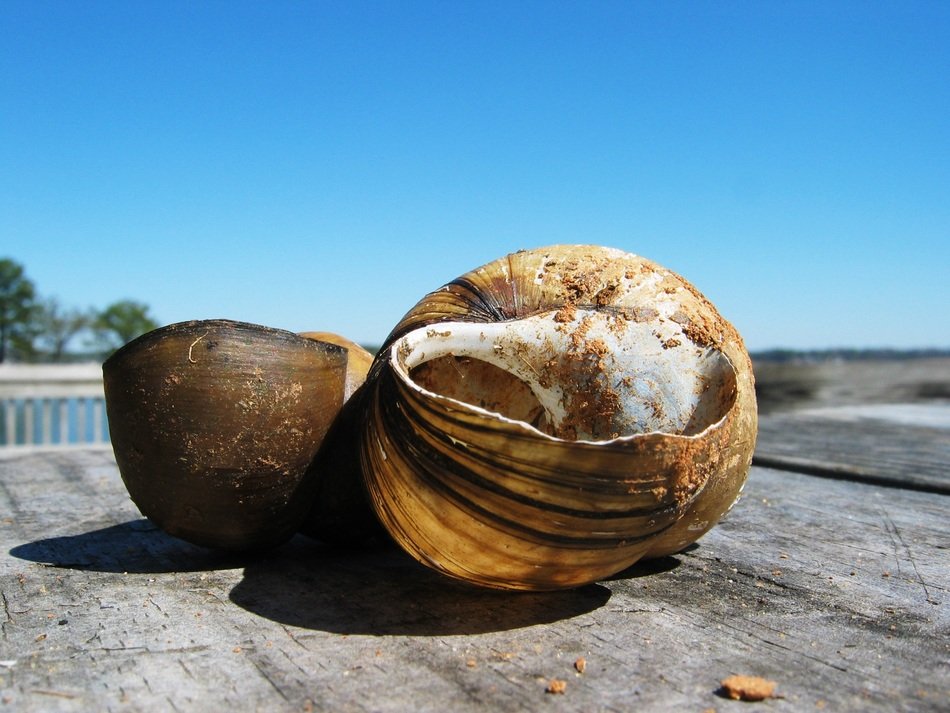 shell sky